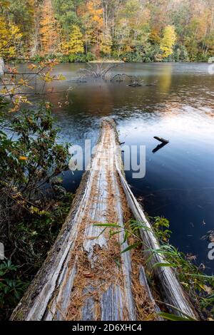 Albero caduto sul lago Balsam - Foresta di Roy Taylor nella foresta nazionale di Nantahala, Canada, Carolina del Nord, Stati Uniti Foto Stock