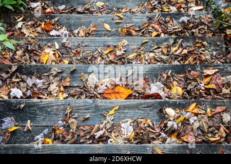 Caduta foglie su gradini di legno - Balsam Lake - Roy Taylor Forest nella Nantahala National Forest, Canada, North Carolina, USA Foto Stock