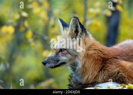 Volpe rossa (Vulpes vulpes) abbellito Foto Stock