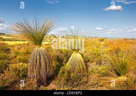 Erba alberi (Xanthorroea preissii) in paesaggio, Regans Ford, Australia occidentale Foto Stock