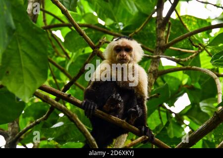 Primate di scimmia cappuccina , nell'area del vulcano Arenal costa rica Centro america Foto Stock