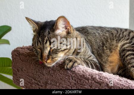 Primo piano della vista verticale di una striscia grigia e marrone gatto tabby rilassarsi in un albero di gatto al coperto sopraelevato Foto Stock