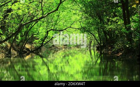 un piccolo torrente attraversa la verde foresta di mangrovie a sundarbans, bengala occidentale, india Foto Stock