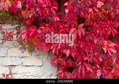 red virginia superriduttore su una parete bianca nella stagione autunnale Foto Stock