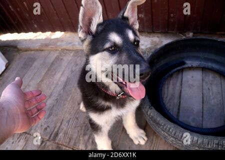 Cucciolo giovane di razza pecorino dell'Europa orientale Foto Stock