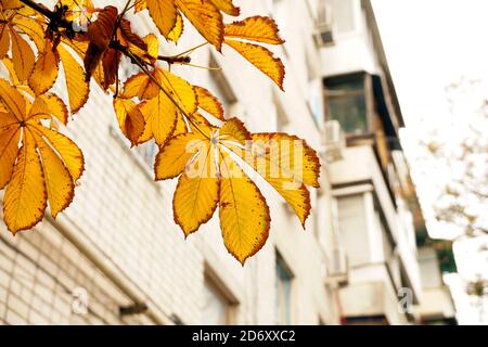 Etude autunnale con foglie di castagno Foto Stock