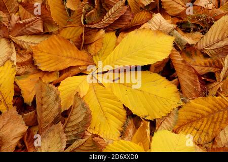 Tappeto da foglie autunnali di un castagno di un giallo tonalità Foto Stock