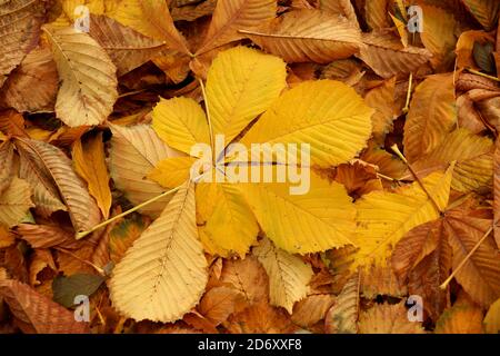 Tappeto da foglie autunnali di un castagno di un giallo tonalità Foto Stock