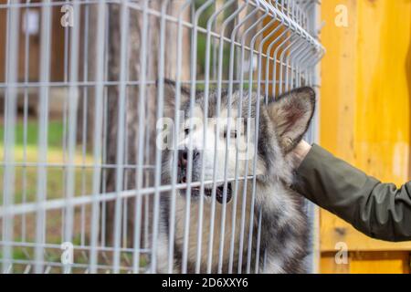 Un pastore malamuto dell'Alaska bello e gentile siede in un contenitore Foto Stock