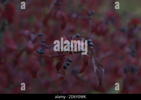 Cornus sanguinea. Bush in autunno con bacche Foto Stock