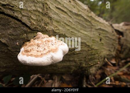 Fungo di tinta che cresce su un albero caduto in Europa Foto Stock