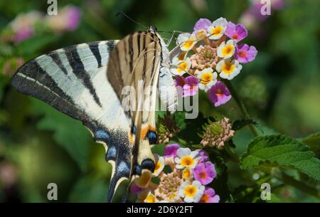 Il machaon Papilio, la coda di rondine del Vecchio mondo, Grande farfalla sui fiori di Lantana Camara in estate, Grecia, Atene Foto Stock