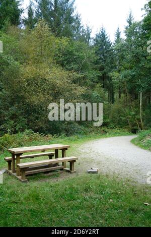 Cardinham Woods, Cornovaglia, Inghilterra, Regno Unito nel mese di settembre Foto Stock