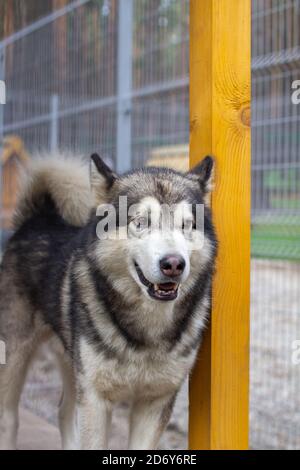 Un pastore malamuto dell'Alaska bello e gentile siede in un contenitore Foto Stock