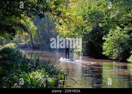 Un anziano uomo paddle boarding sul canale di navigazione del fiume Wey in una giornata autunnale, Byfleet Surrey England UK Foto Stock