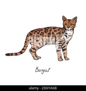 Bengala, illustrazione razze di gatti con iscrizione, doodle colorato disegnato a mano, schizzo Foto Stock