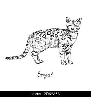 Bengala, illustrazione razze di gatti con iscrizione, doodle disegnato a mano, schizzo, contorno nero e bianco Foto Stock