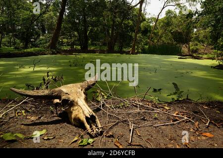 cranio animale sdraiato a terra Foto Stock