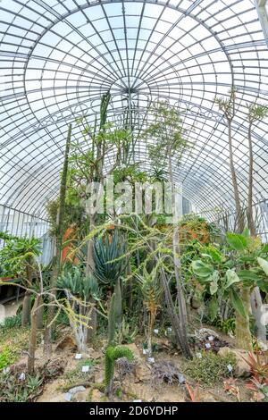 Francia, Loire Atlantique, Nantes, Jardin des Plantes de Nantes, serra arida zona // Francia, Loire-Atlantique (44), Nantes, jardin des plantes de N Foto Stock