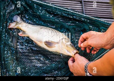 Carpa catched in una rete e prendendo il gancio della bocca Foto Stock