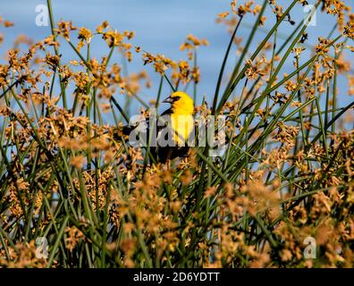 Un uccello nero di testa gialla (Xanthocephalus xanthocephalus) maschio siede fra i Bullrushes di hardstem al rifugio migratorio del fiume dell'orso, Utah, Stati Uniti. Foto Stock