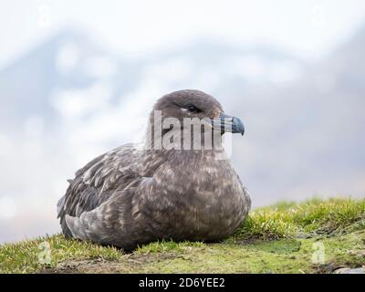 Brown Skua (Stercorarius lonnbergi) sulla Georgia del Sud. La tassonomia è in discussione. Altri nomi sono: Stercorarius antarcticus lonnbergi, Antartico SK Foto Stock