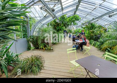 Francia, Loire Atlantique, Nantes, Jardin des Plantes de Nantes, serra dell'Ile aux Palmiers, zona di riposo // Francia, Loire-Atlantique (44), Nantes, jardi Foto Stock