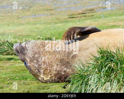 Foca elefante meridionale (Mirounga leonina), toro sulla spiaggia. Antartide, Subantartica, Georgia del Sud, ottobre Foto Stock