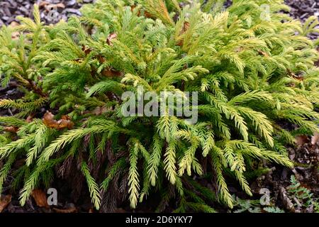 Cryptomeria Japonica globosa Nana Giapponese Cedro Lobbi Nana sempreverde nana conifere Foto Stock