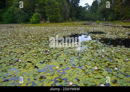 Piccolo lago con ninfee in superficie a Valdivia, Cile Foto Stock
