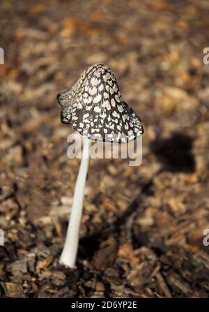 Magpie Inkcap Fungus, Coprinus picaceus. Foto Stock