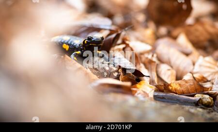 Fuoco salamander nascondersi in arance foglie secche in autunno natura. Foto Stock