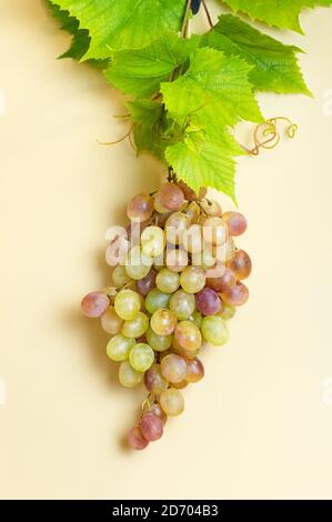 Il ramo di uve gialle con foglie di uva isolate su sfondo giallo. Primo piano. Ritaglio verticale. Foto Stock