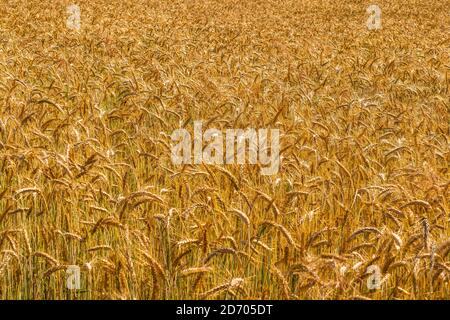 Campo di grano d'oro. Beards of Golden Barley primo piano. Orecchie di maturazione del campo di grano prato. Bellissimo campo paesaggio Foto Stock