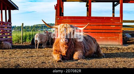 toro marrone che si posa e si rilassa nella fattoria rossa tra le pecore in giornata di sole. Bestiame delle Highland. Agricoltura, agricoltura. Razza bovina. Luce del sole del mattino. Animali. Foto Stock