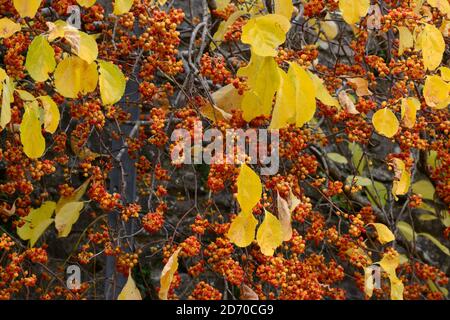 Frutti gialli e semi d'arancia del Celastrus orbiculatus Oriental bitrtersweet staff vite in autunno Foto Stock