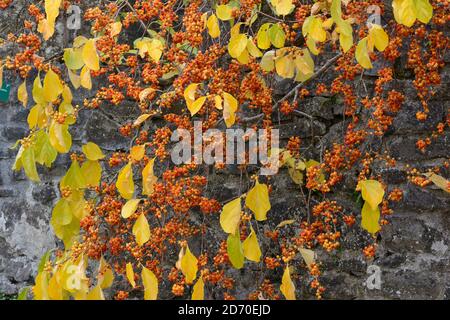 Frutti gialli e semi d'arancia del Celastrus orbiculatus Oriental bitrtersweet staff vite in autunno Foto Stock