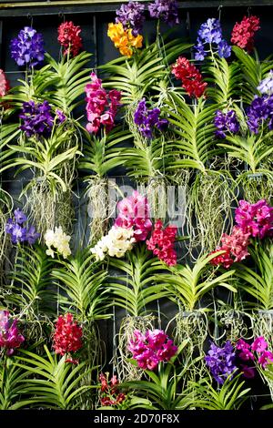 Gardners ha messo il tocco finale a 'Orchids', una mostra di fiori nel conservatorio del Principe del Galles a Kew Gardens, a Londra ovest. Kew Gardens ospita la collezione di orchidee più antica e completa del mondo. Questo display si apre il 9 febbraio. Foto Stock