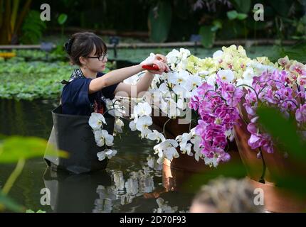 Gardners ha messo il tocco finale a 'Orchids', una mostra di fiori nel conservatorio del Principe del Galles a Kew Gardens, a Londra ovest. Kew Gardens ospita la collezione di orchidee più antica e completa del mondo. Questo display si apre il 9 febbraio. Foto Stock