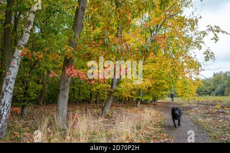 Donna che esercita il suo cane Labrador nero in Foresta di Sherwood lungo un viale di alberi di faggio nel loro colore autunnale, Foresta di Sherwood. Foto Stock