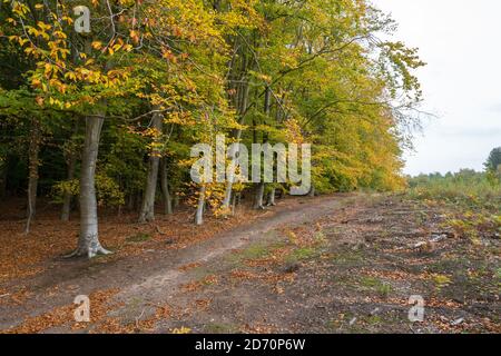 Alberi di faggio nel loro colore autunnale, Foresta di Sherwood, Nottinghamshire, Inghilterra, Foto Stock