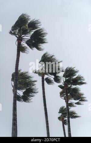 Palme sullo sfondo di cielo nuvoloso con forte vento tempesta Foto Stock