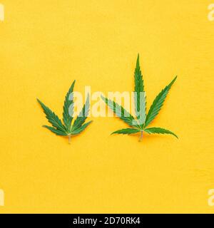 Foglia di canapa verde su sfondo giallo di colore. Pianta di marijuana medica. Cannabis Sativa. Weed legalizzare. Foto Stock