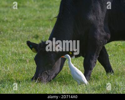 Ingreto del bestiame (Bubulcus ibis) foraggio adulto per invertebrati come segue un Bullock pascolo (Bos taurus) su pascoli, Somerset livelli, Regno Unito, Septem Foto Stock