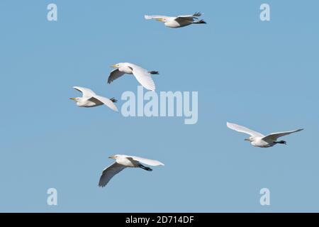 Cattle Egret (Bubulcus ibis) gruppo volo in testa, Somerset livelli, Regno Unito, settembre. Foto Stock