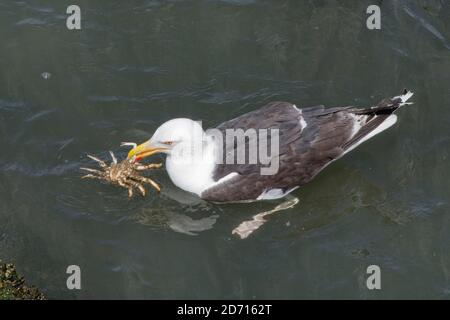 Grande gabbiano nero-backed (Larus marinus) adulto che nuota a riva con un granchio ragno di spinoso (Maja squinado) ha appena catturato su una bassa marea, Galles, Regno Unito. Foto Stock