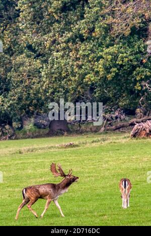 Fallow cervo buck o stag a Holkham, Norfolk. Foto Stock