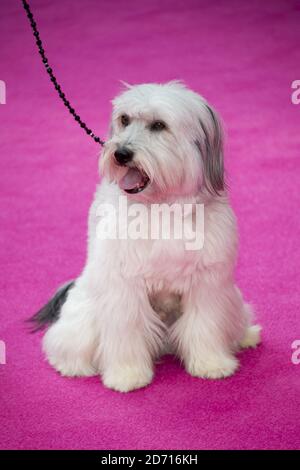 Ashleigh Butler e Pudsey partecipano alla prima di Walking on Sunshine presso Vue West End, Leicester Square, Londra Foto Stock