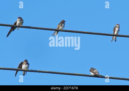 Gruppo Sand martin (Riparia riparia) arroccato sulle linee elettriche prima della loro migrazione autunnale, Gloucestershire, Regno Unito, settembre. Foto Stock