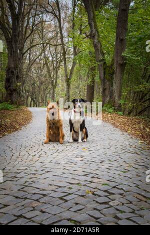 Due amici del cane - Vecchio cane tedesco (Westerwälder Kuhhund) e Appenzell cane di montagna. Austria, Europa Foto Stock
